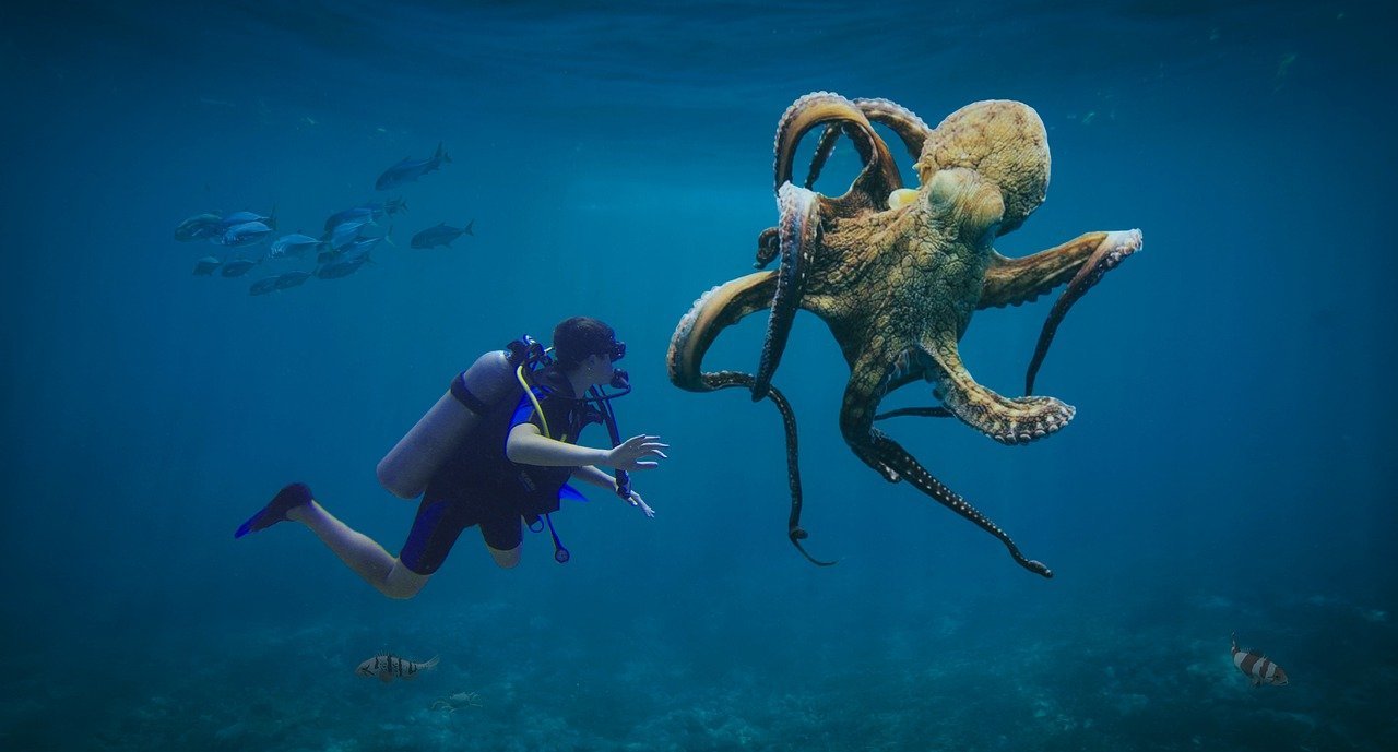 octopus, diver, dive-6824384.jpg